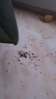 Červec na orchidejích