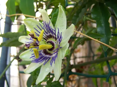 Mučenka (Passiflora) - vše o mučenkách