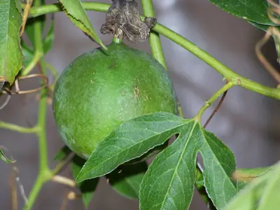 Mučenka (Passiflora) - vše o mučenkách