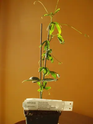 Mučenka (Passiflora) - vše o mučenkách