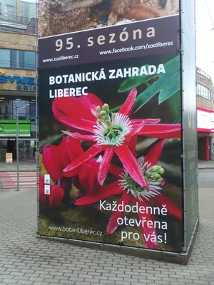 Mučenka (Passiflora) - vše o mučenkách