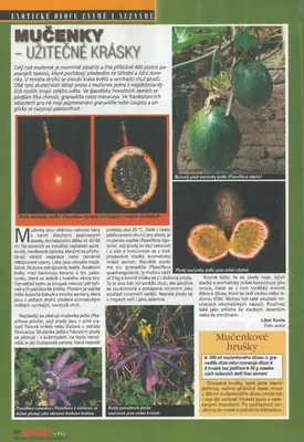 Mučenka (Passiflora) - vše o mučenkách