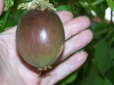 Mučenka (Passiflora) - vše o mučenkách