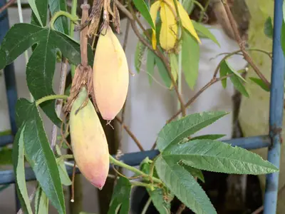 Mučenka (Passiflora) - vše o mučenkách