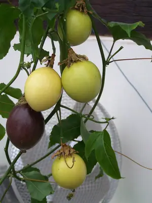 Mučenka (Passiflora) - vše o mučenkách