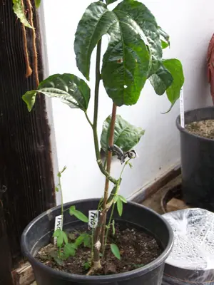Mučenka (Passiflora) - vše o mučenkách