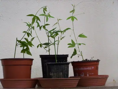Mučenka (Passiflora) - vše o mučenkách