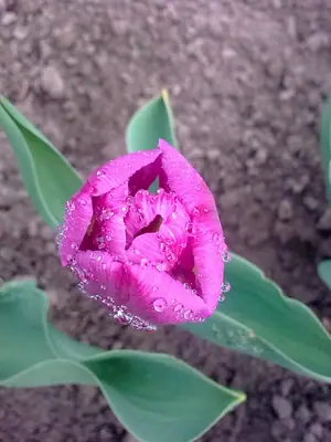 Tulipán
