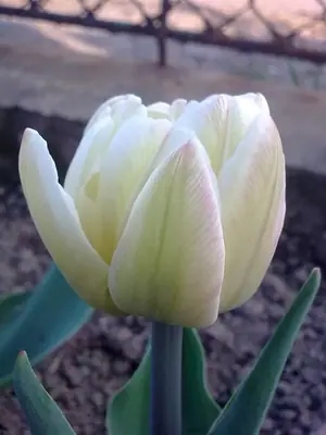 Tulipán
