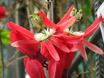 Mučenka (Passiflora) - vše o mučenkách