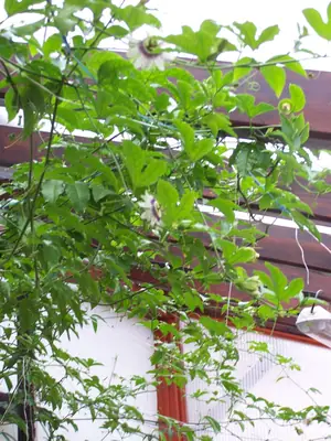 Mučenka (Passiflora) - vše o mučenkách