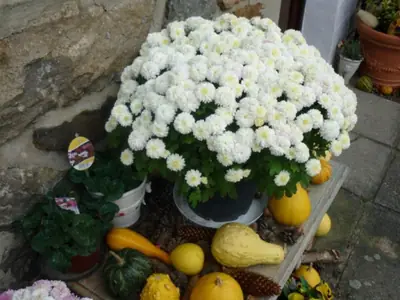 Chryzantéma
