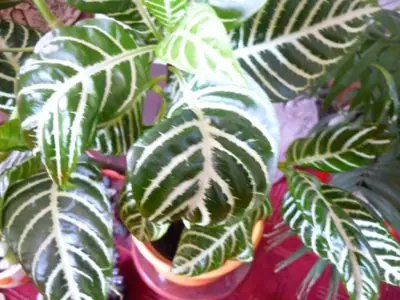 Afelandra