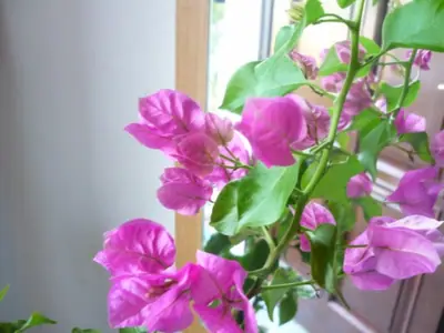 Bugénvilea