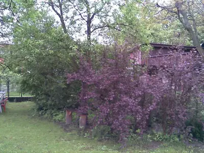 Ruj vlasatá