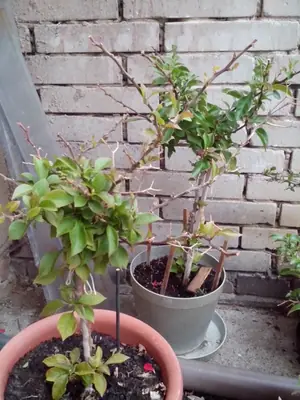 Bougainvillea vášeň pro její pěstování