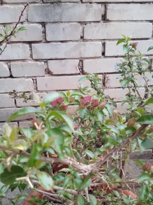 Bougainvillea vášeň pro její pěstování