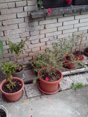 Bougainvillea vášeň pro její pěstování