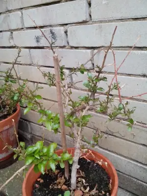 Bougainvillea vášeň pro její pěstování