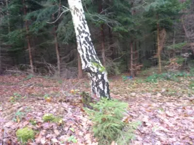 Bříza bělokorá