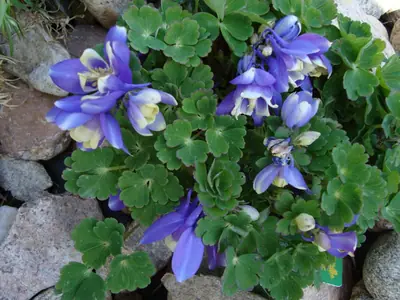 Orlíček