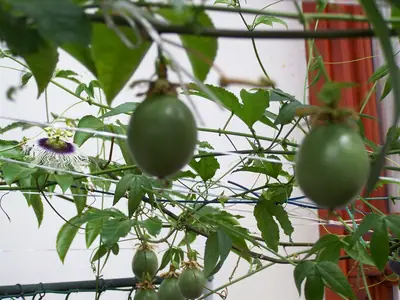 Mučenka (Passiflora) - vše o mučenkách
