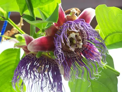 Mučenka (Passiflora) - vše o mučenkách