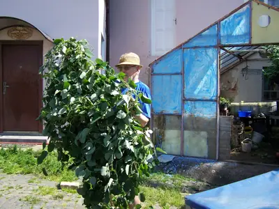 Mučenka (Passiflora) - vše o mučenkách
