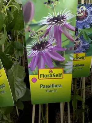 Mučenka (Passiflora) - vše o mučenkách
