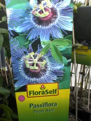 Mučenka (Passiflora) - vše o mučenkách