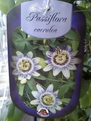 Mučenka (Passiflora) - vše o mučenkách