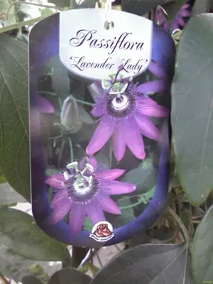 Mučenka (Passiflora) - vše o mučenkách