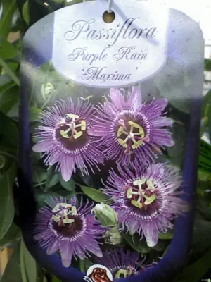 Mučenka (Passiflora) - vše o mučenkách