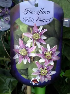 Mučenka (Passiflora) - vše o mučenkách
