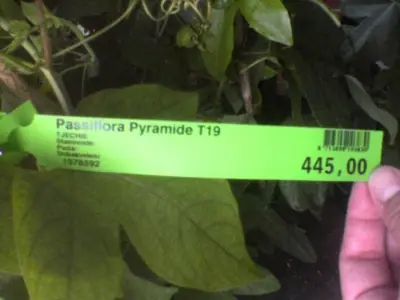 Mučenka (Passiflora) - vše o mučenkách