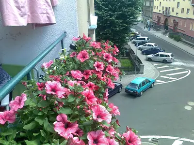 Pěstování Surfinie