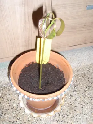 Mango - pěstování