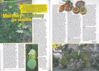 Mučenka (Passiflora) - vše o mučenkách