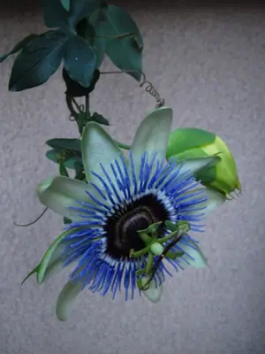 Mučenka (Passiflora) - vše o mučenkách