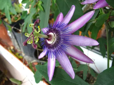 Mučenka (Passiflora) - vše o mučenkách