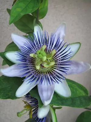 Mučenka (Passiflora) - vše o mučenkách