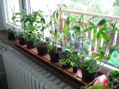 Mučenka (Passiflora) - vše o mučenkách