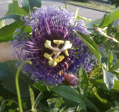 Mučenka (Passiflora) - vše o mučenkách