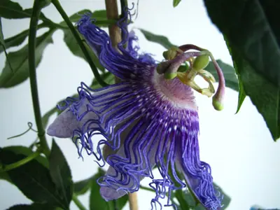 Mučenka (Passiflora) - vše o mučenkách
