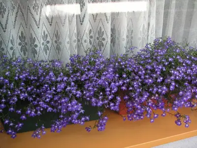 Lobelka