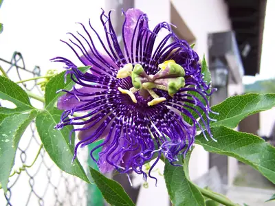 Mučenka (Passiflora) - vše o mučenkách