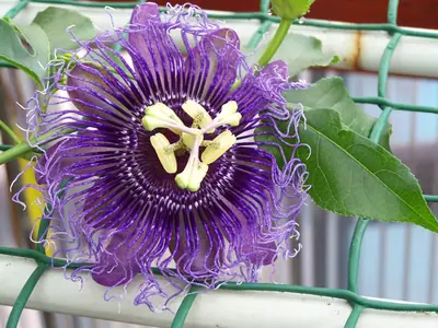 Mučenka (Passiflora) - vše o mučenkách