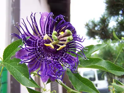 Mučenka (Passiflora) - vše o mučenkách