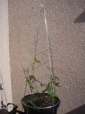 Mučenka (Passiflora) - vše o mučenkách