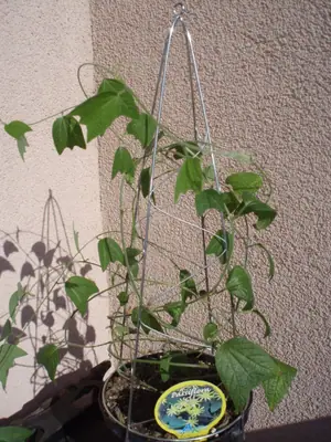 Mučenka (Passiflora) - vše o mučenkách